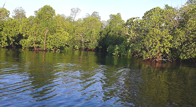 Portion of healthy mangrove forest reserve at Mkinga district in Tanga region